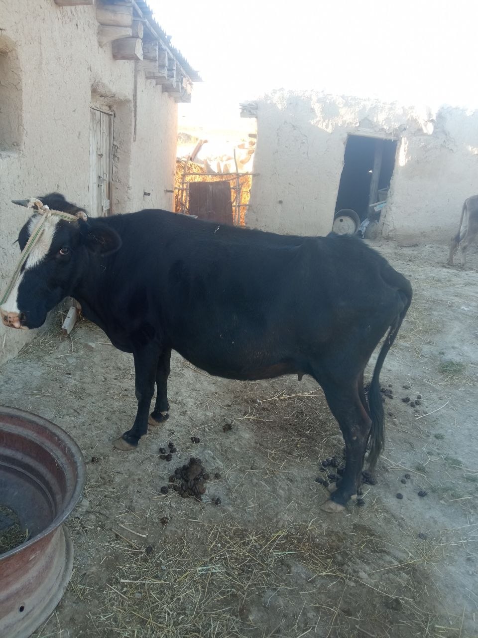 Shu sigir manzil Nakurt Mahallas Ulfatan qishlogʻida 7