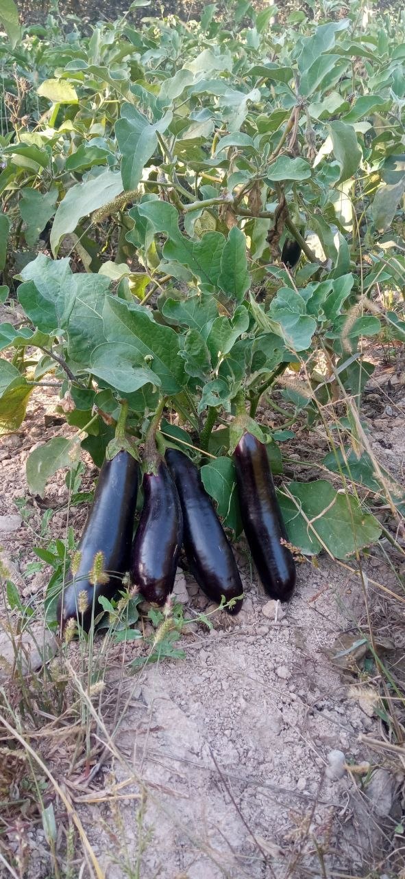 Baqlajon