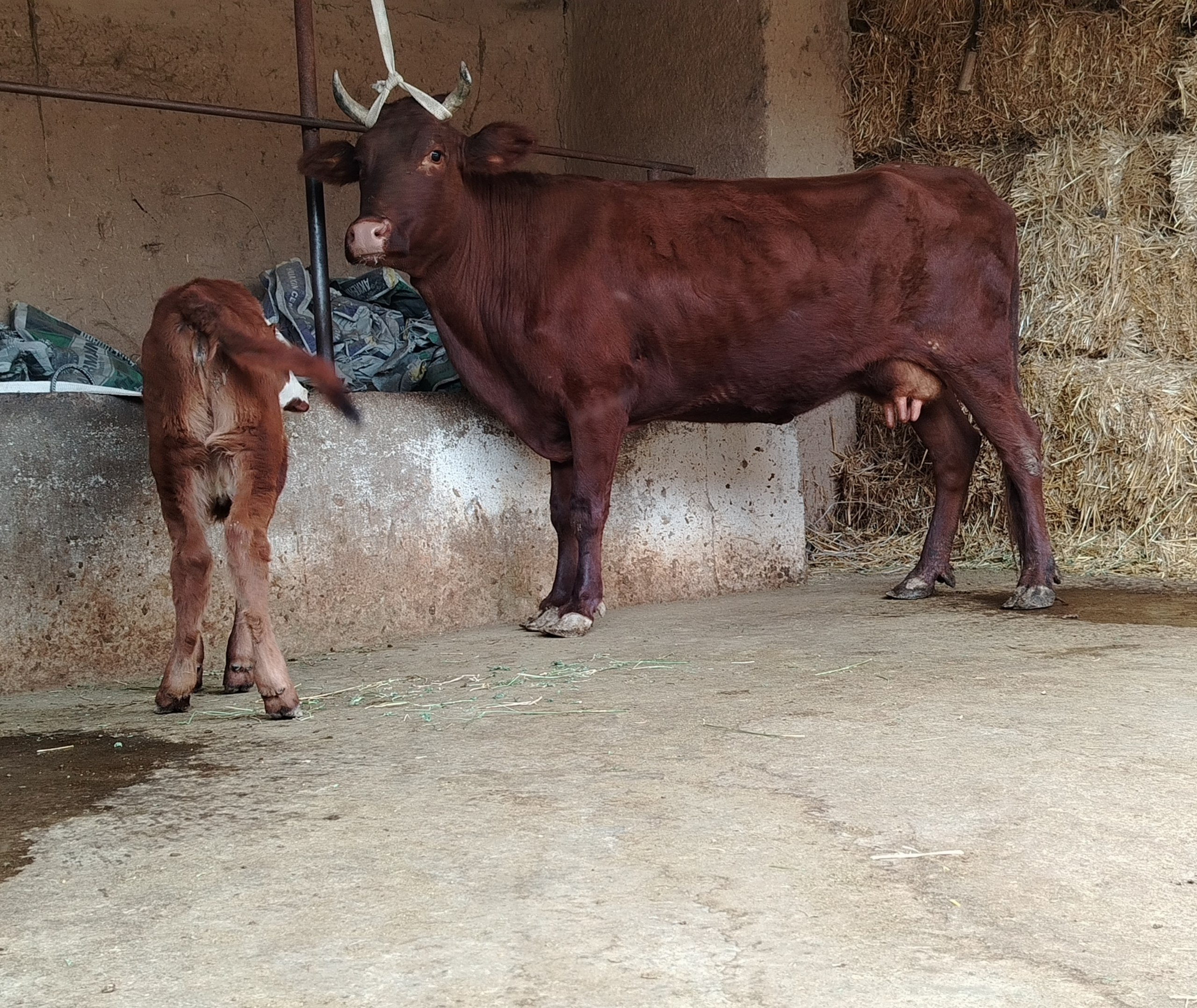 Sigir — 7.8 ta bolaning guvanji bilan