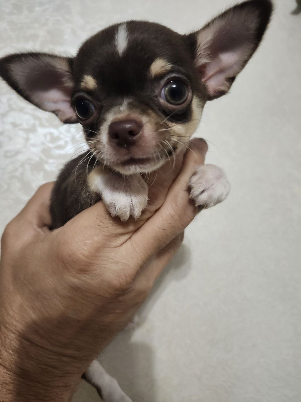 Chihuahua kuchuk — 2,5 oylik, shokolad tri-color
